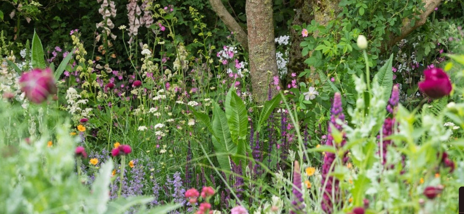 Chelsea Flower Show 2025 Recap