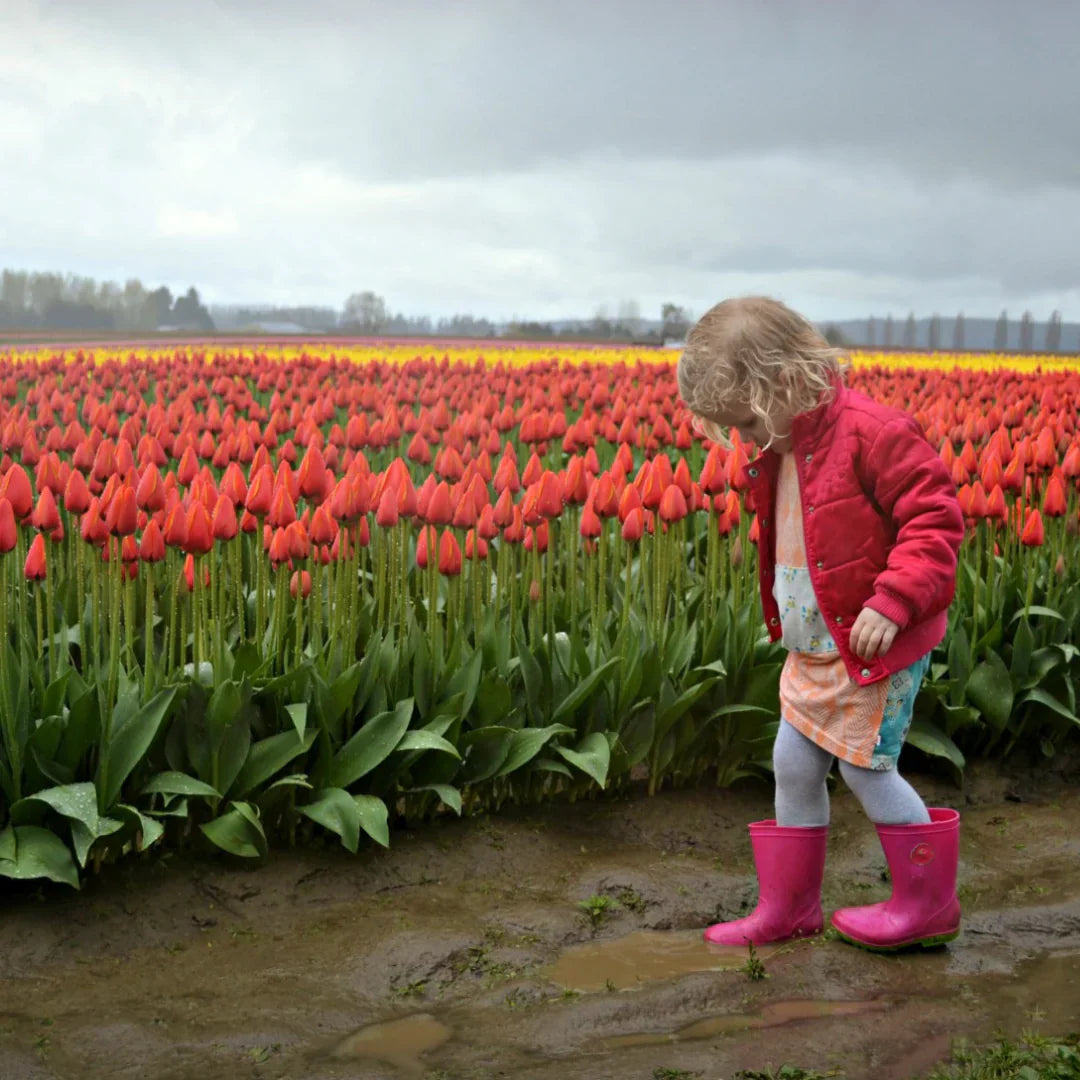 A Sea of Color: Visiting the Washington State Tulip Festival