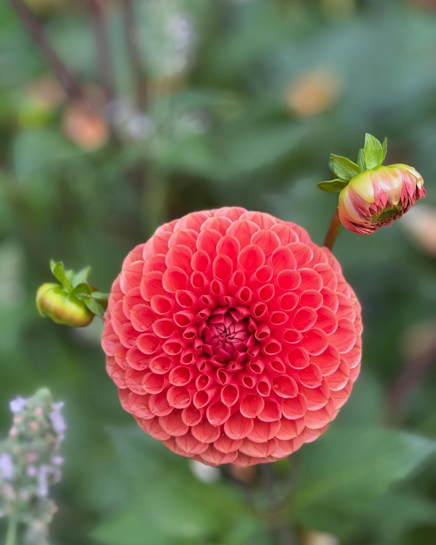 Digging In: The First Dahlia Planting Weekend