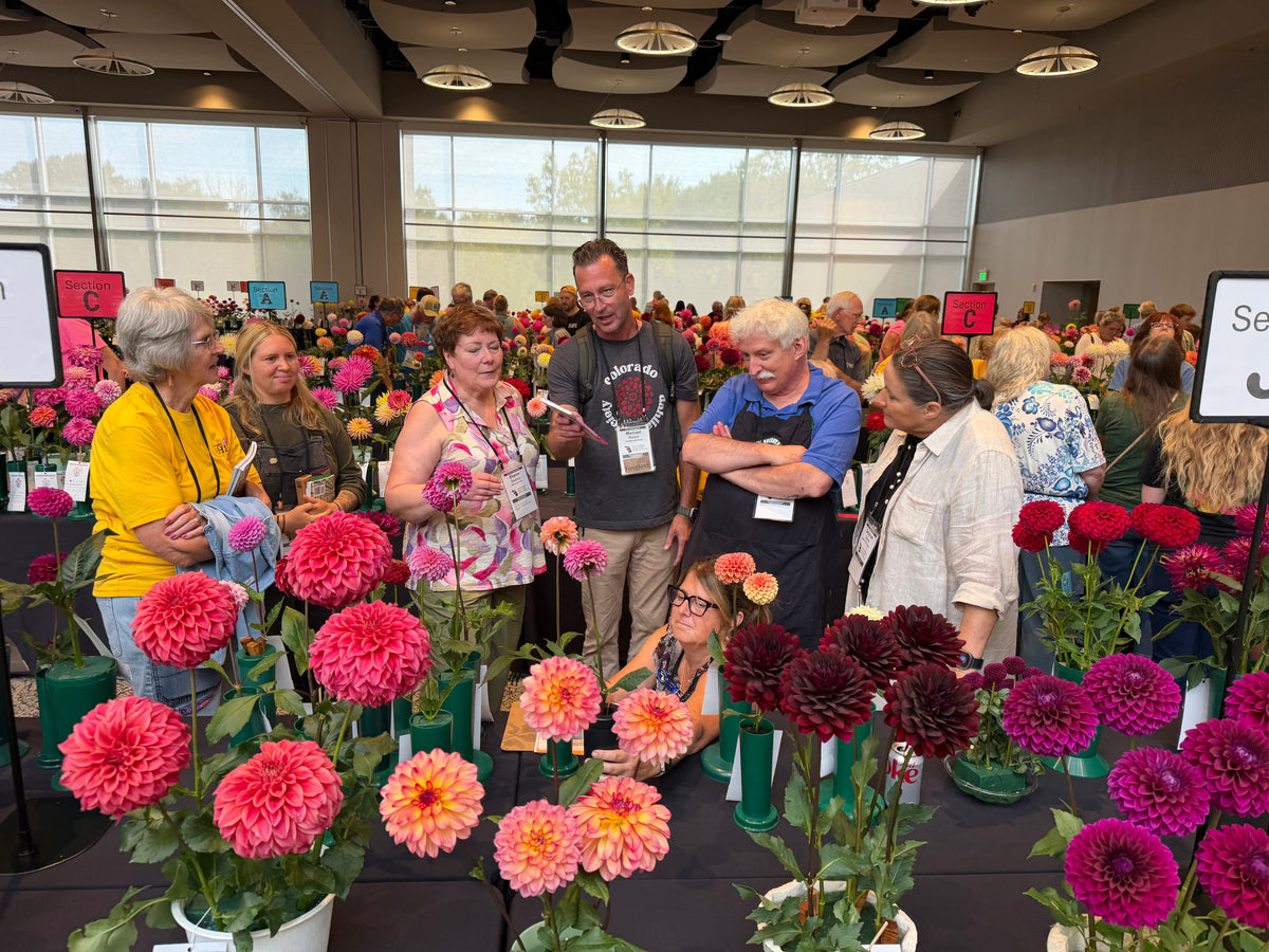 Dispatch from the American Dahlia Society Show
