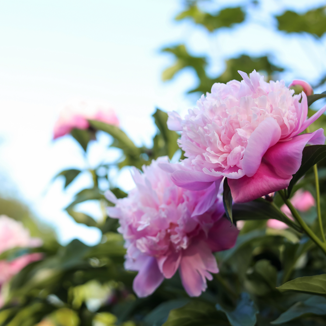 It’s Peony Season! Here’s How to Grow Them Beautifully